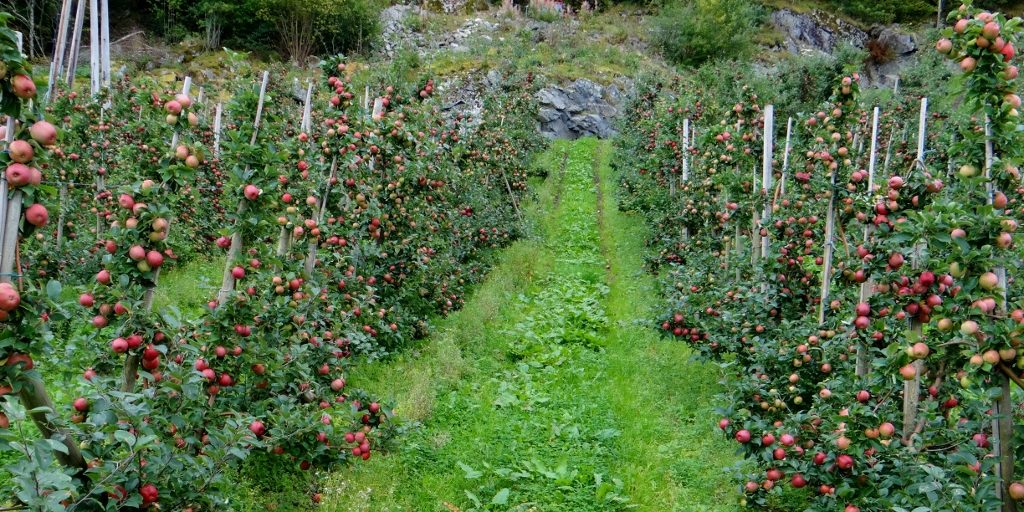 The trees are heavy with fruit at the moment, ripe for picking