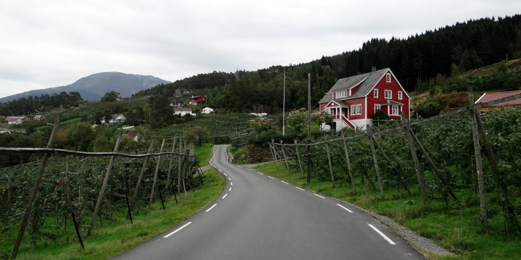 The trees are often held up on trellises, reminding us of southern Europe's endless vineyards