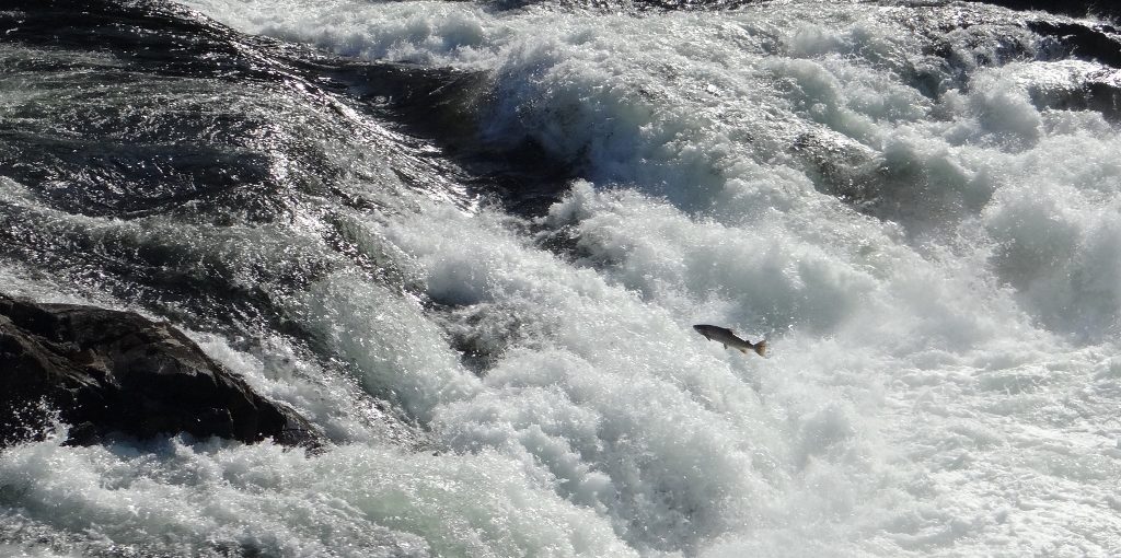 Salmon jumping up Sandfossen, Norway