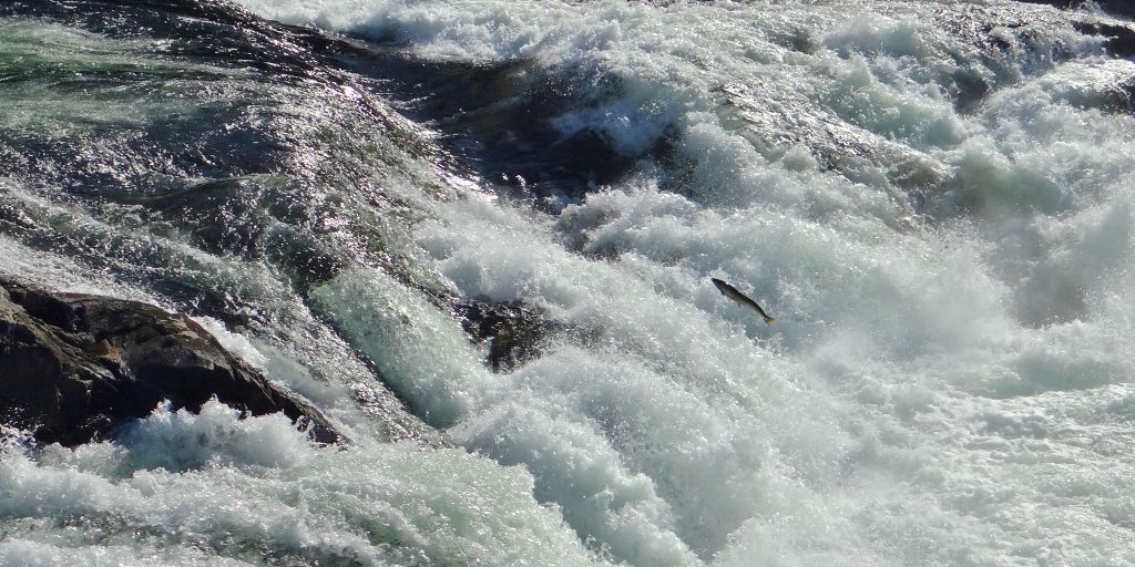 Salmon jumping up Sandfossen, Norway