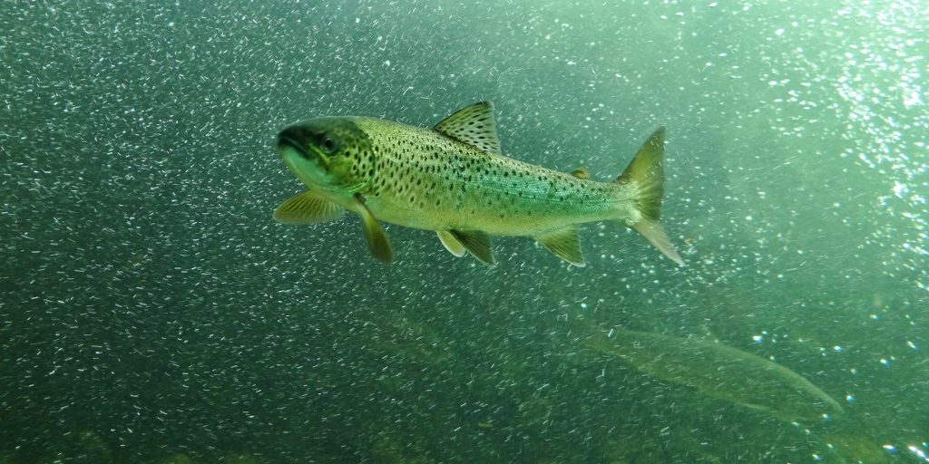 Salmon at Laksestudio, Sand, Norway