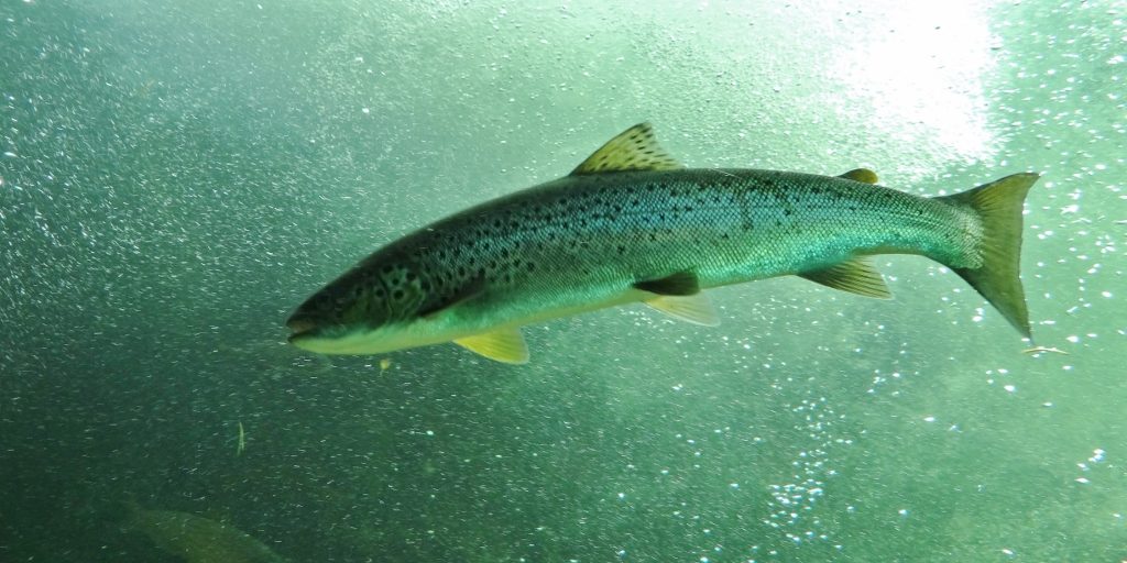 Salmon at Laksestudio, Sand, Norway