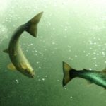 Salmon at Laksestudio, Sand, Norway