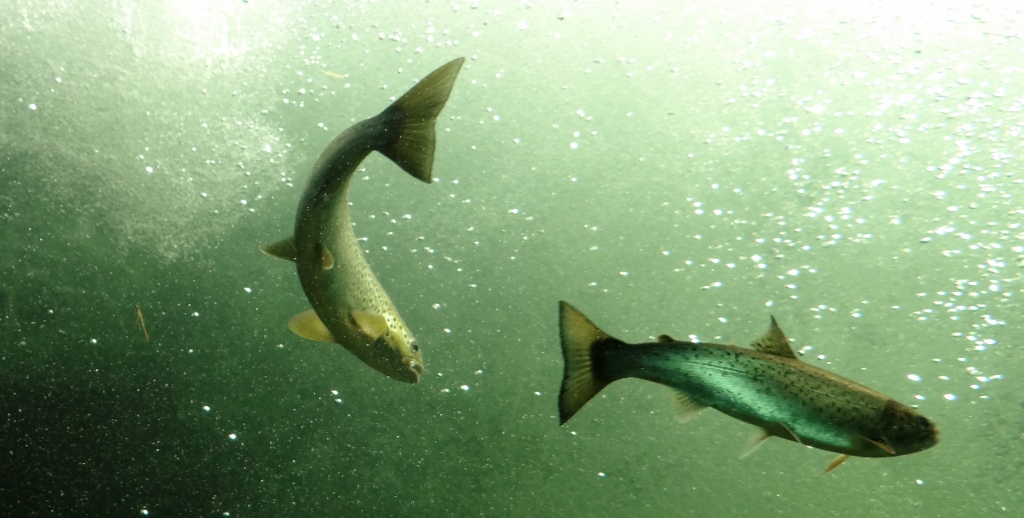 Salmon at Laksestudio, Sand, Norway