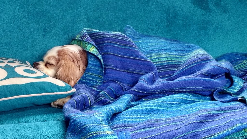 Sleeping dog under blanket