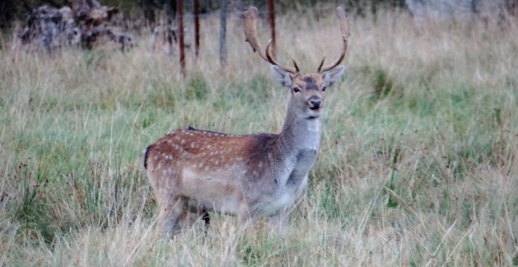 Jaegersborg Dyrehave Denmark