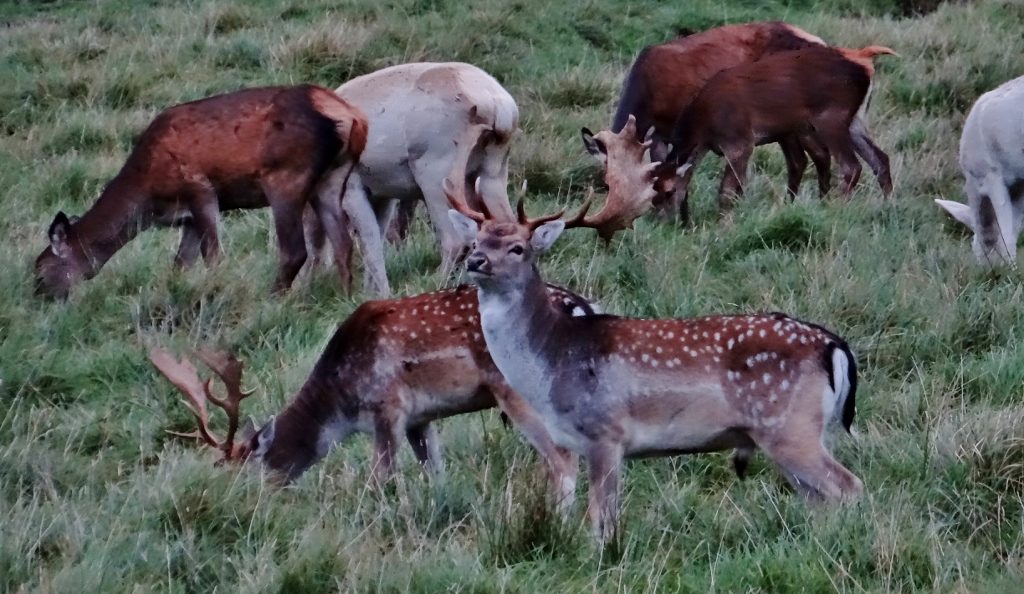 Jaegersborg Dyrehave Denmark