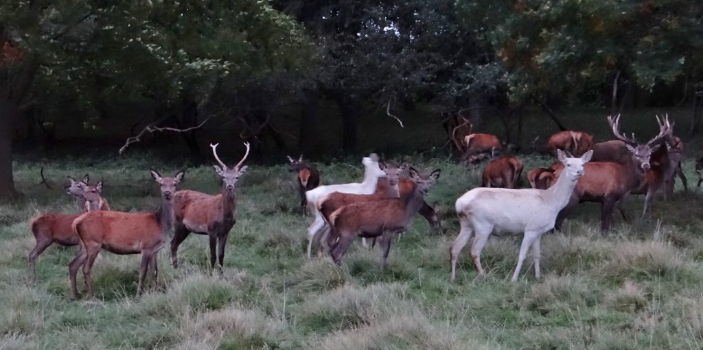 Jaegersborg Dyrehave Denmark
