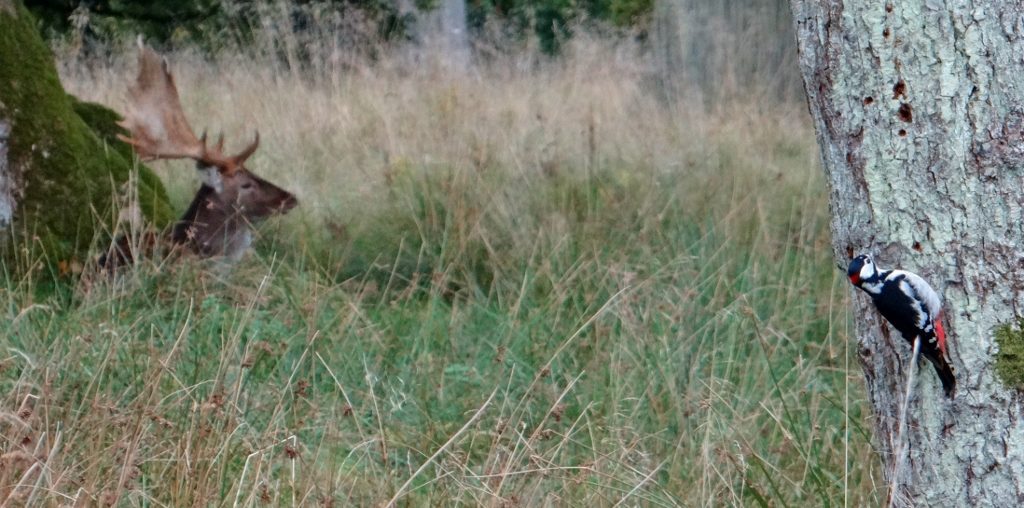 Jaegersborg Dyrehave Denmark