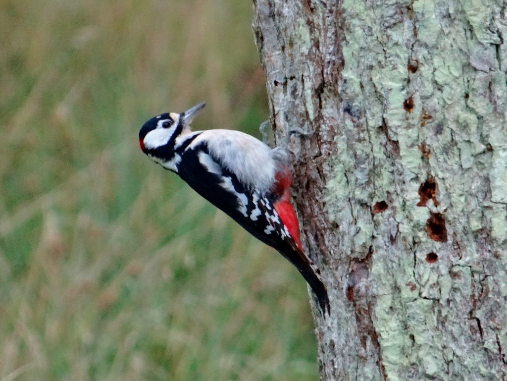 Woodpecker