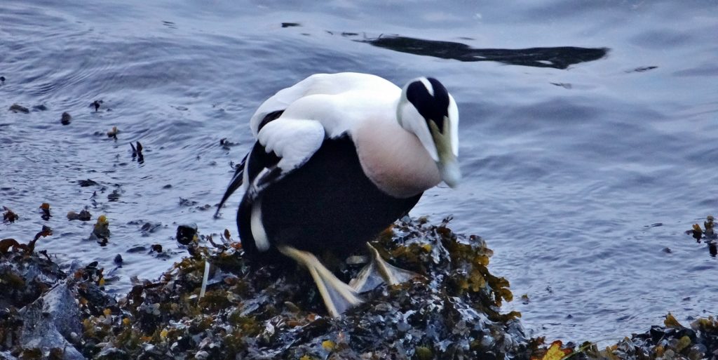 Duck Flensburg Germany