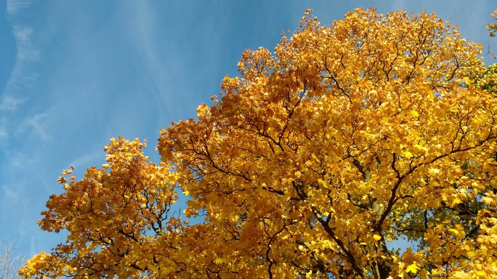 Some autumn colours, to calm us down