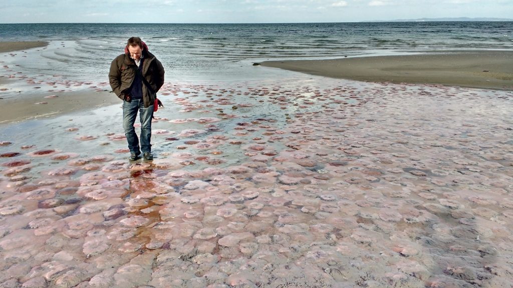 Mass jellyfish wash-up in Zealand