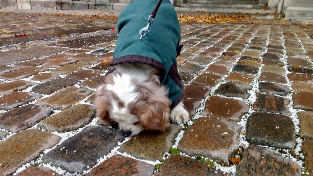 No royal bones for Charlie, but he did manage to snaffle some wedding rice from outside the church