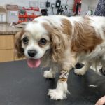 Poor Charlie had to endure an hour-long check-up at the vets