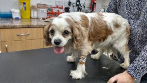 Poor Charlie had to endure an hour-long check-up at the vets