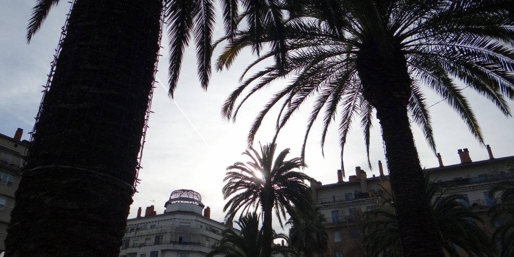 You know you're somewhere warm when the palms are this big