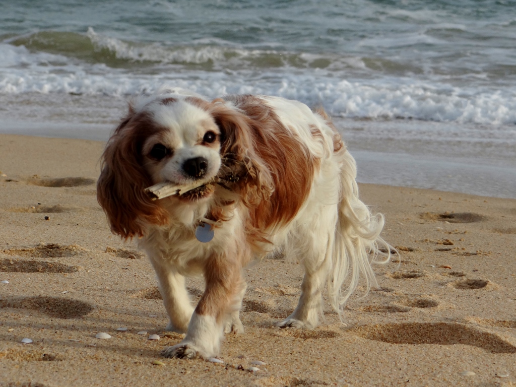Dog on beach
