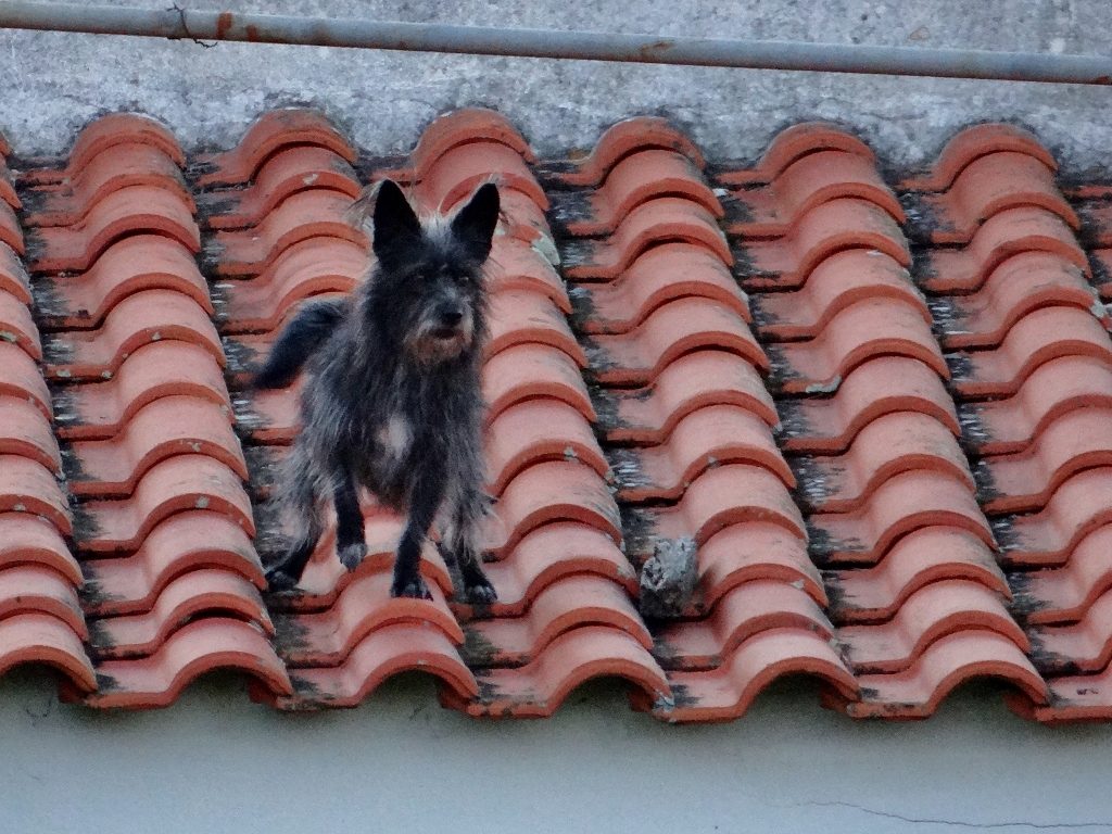 Dog on roof