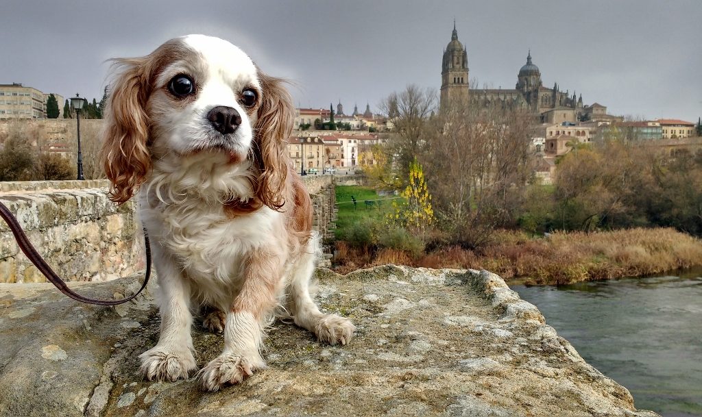 Charlie was less than impressed with the bridge!