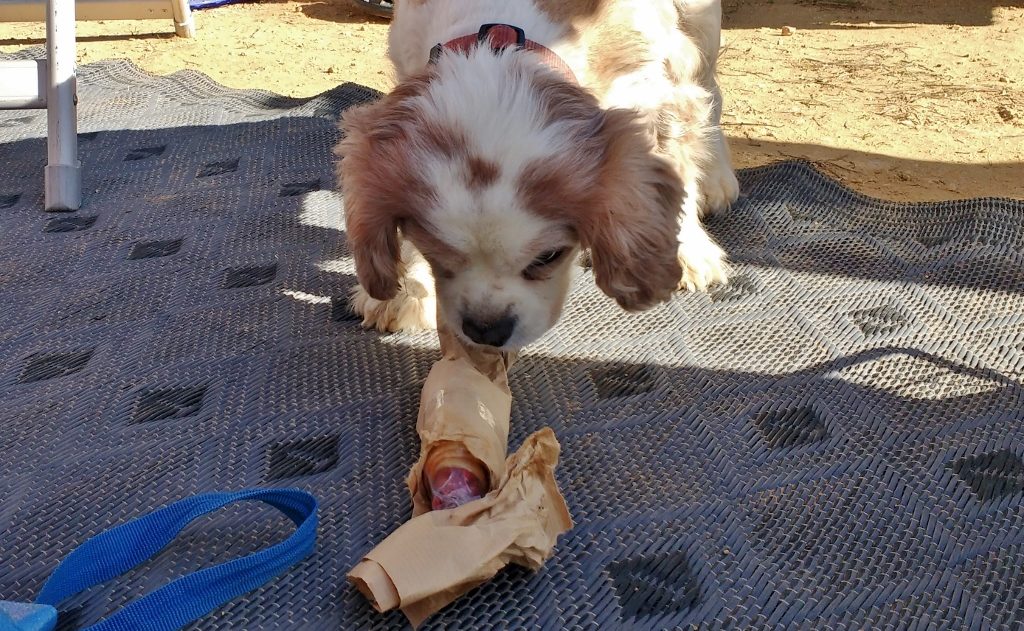 Dog Christmas Present