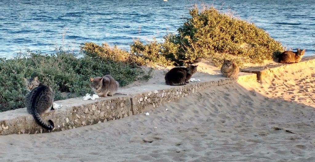 There are lots of fishermen here, and lots of cats!