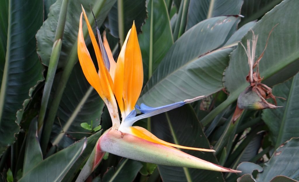 Plant life refuses to look English