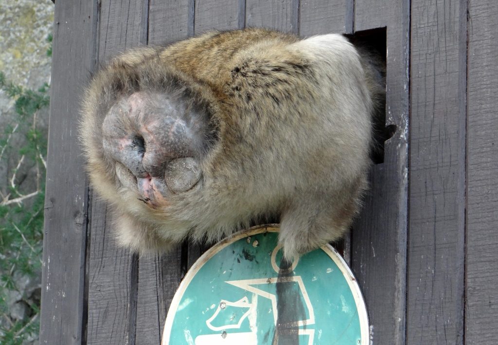 It's illegal to feed the monkeys, but they aren't daft