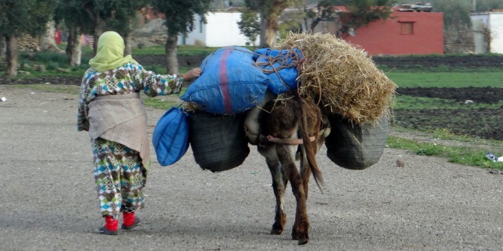 And this is Morocco, another side of it, poverty on a donkey