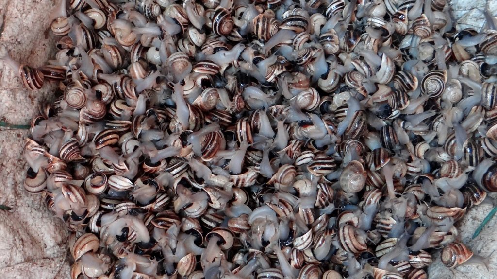 Snails. Nope, we didn't eat any of 'em. Wafi said they can do without food without months, making the daytime self-starvation of the Ramadan look easy