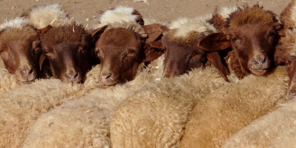 Azrou Market, Morocco
