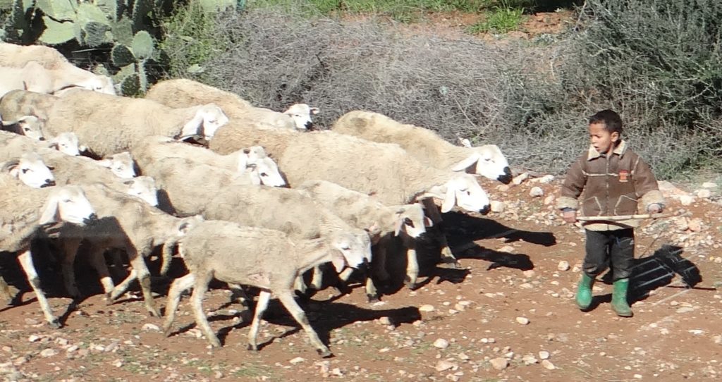 Surely this has to class as 'child labour'?