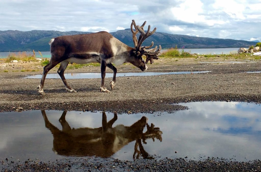 Reindeer Norway