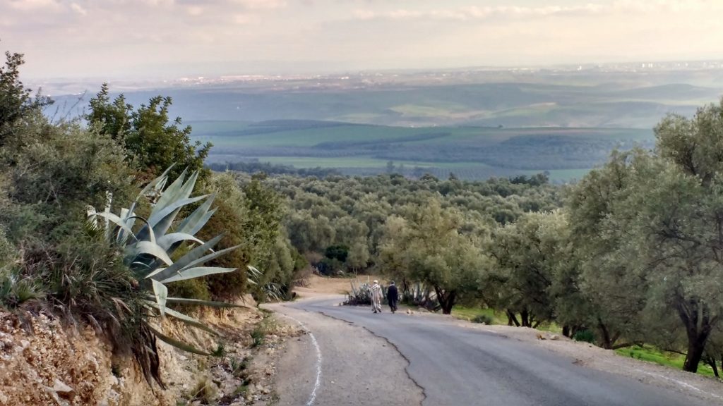 Green Africa, the road outside Camping Zerhoun Bellevue, north of Meknes