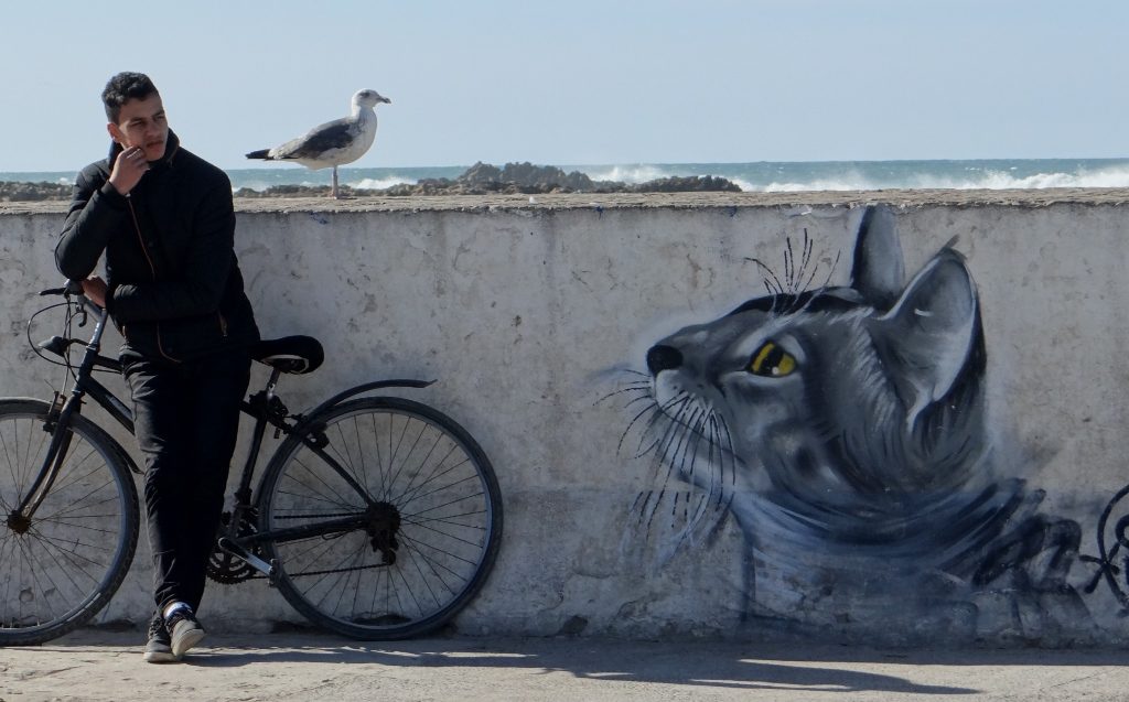 Cats must love Essaouira, there are fish bits everywhere in the port