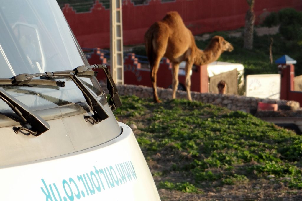 A young camel at La Dune, Sidi Rabat