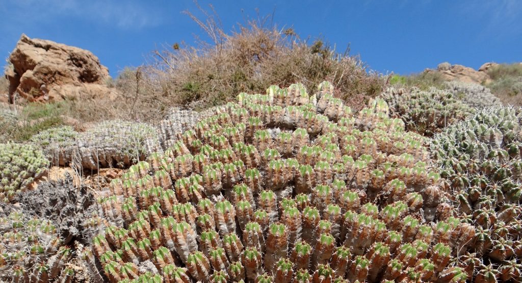 Some of the desert foliage we're in amongst down here