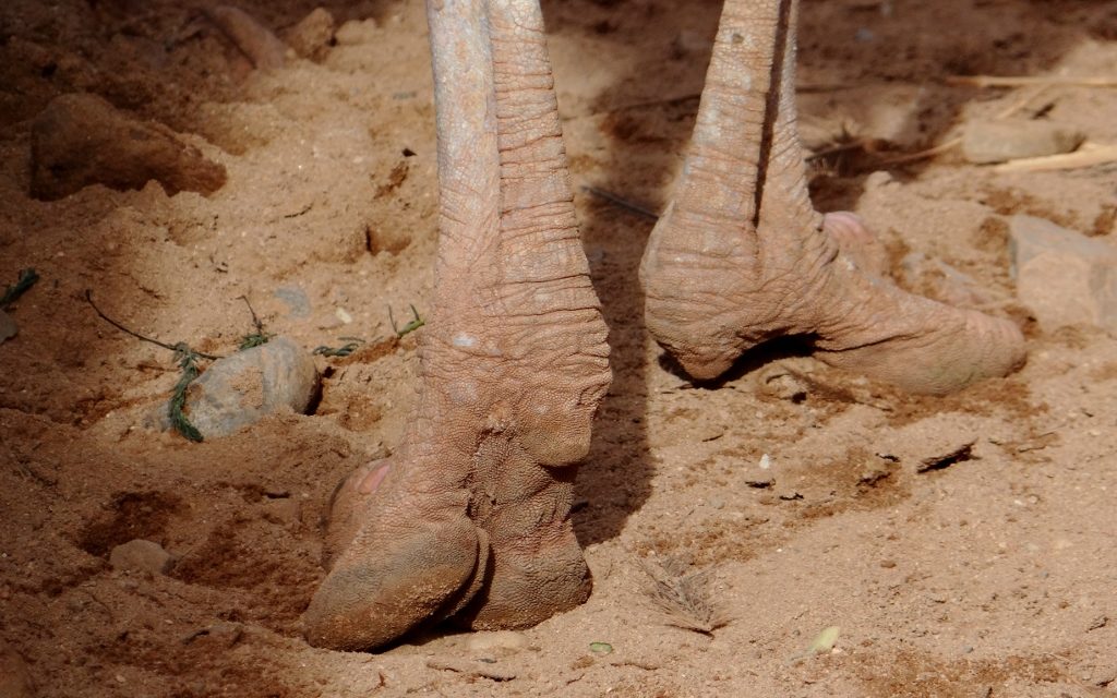 There's an ostrich in a wire enclosure on the campsite. Why? Dunno, this is Morocco.