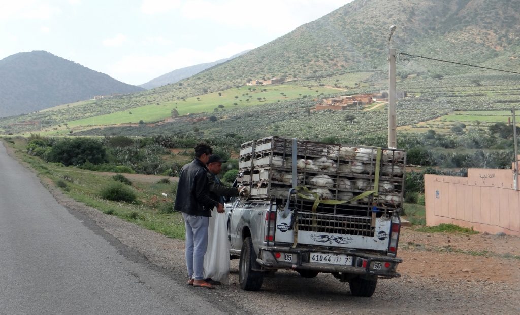 Passing the chicken delivery man on the rolling hill route out of Ifni