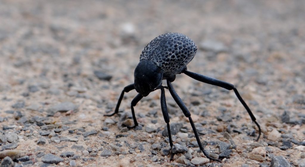 There are some seriously tough-looking beetles around here. I've also spotted a small grass-hopper, the exact same orange colour as the rocks