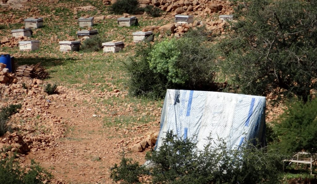 Bee hives and a tent
