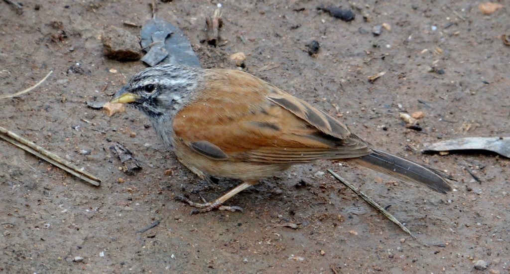 The local wildlife's unperturbed