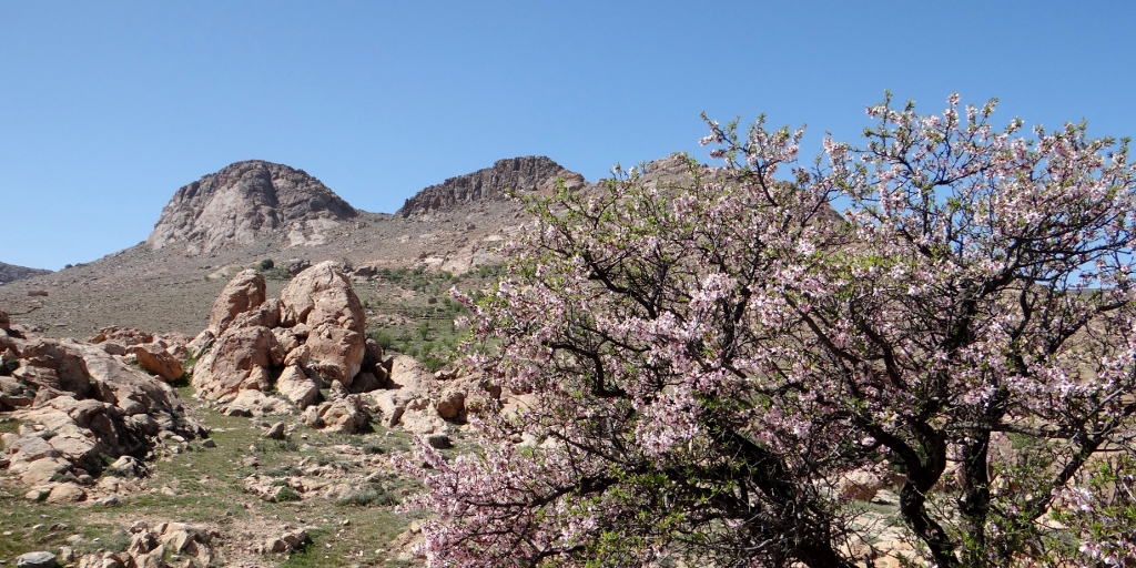 Almond blossom the route here