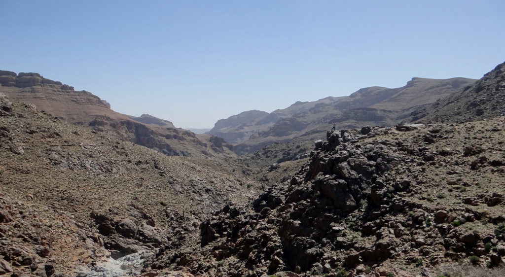 A handful of dates to the first person who can spot a tiny Jay