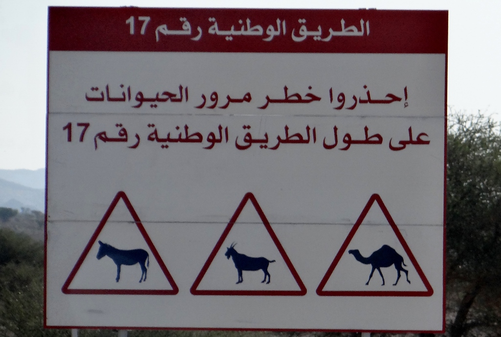 Warning: camels. Yeah, yeah.