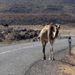 Ah. We came across a herd of about 20 or 30 camels, all being tended by a small boy who seemed a little out of his depth, chasing his lumbering steeds down the road