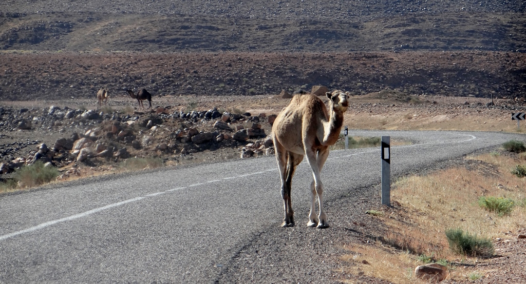 Ah. We came across a herd of about 20 or 30 camels, all being tended by a small boy who seemed a little out of his depth, chasing his lumbering steeds down the road