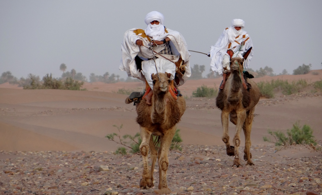 Racing camels! Mhamid Nomad Festival 2017