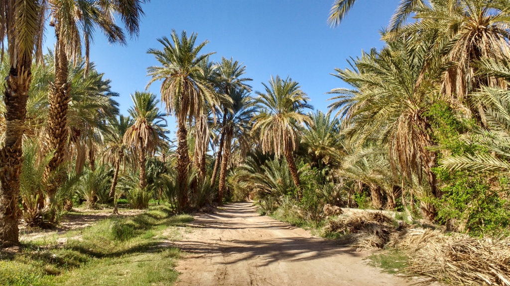 The Tata Oasis