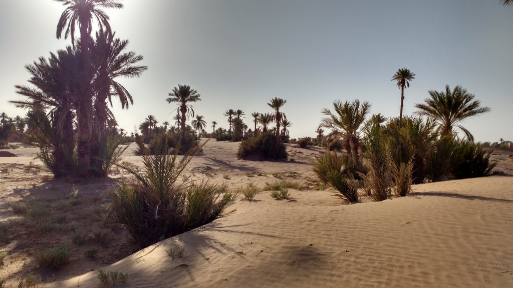 There's plenty of sand knocking about in an easy walk of Mhamid, just no big dunes